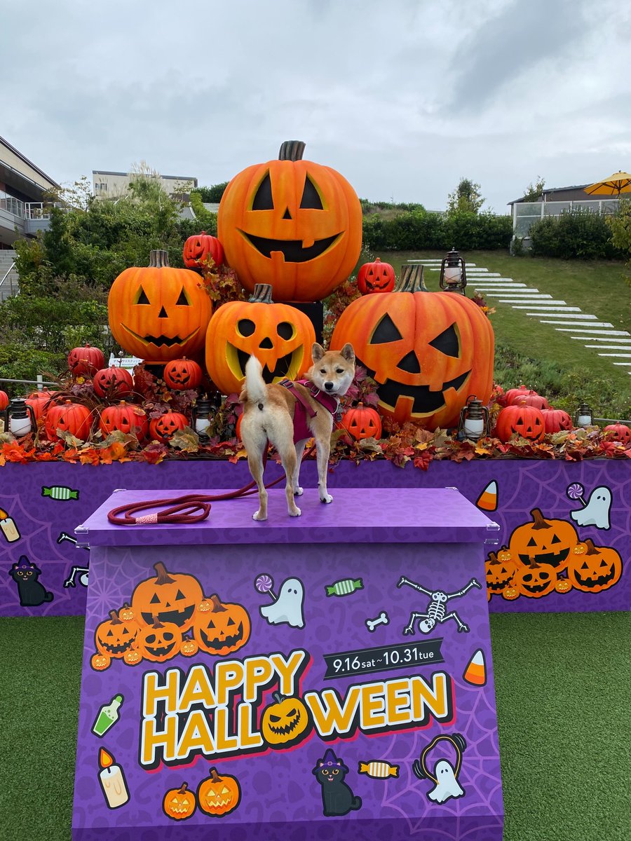 最中パパ (@agonagakutesha1) on Twitter photo 