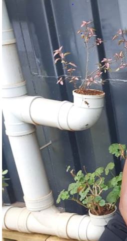 NiteTanzarn's tweet photo. 🌱🌼Talk about a garden plot twist! Who knew drain pipe elbows could double as quirky flower pots? Sustainability just got a trendy makeover. This idea takes "thinking outside the box" to a whole new level! 🛠️🌼🌱 https://t.co/oqK3Jmvi61