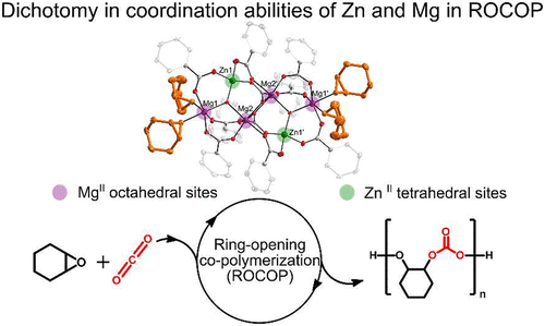 bhkenlo's tweet photo. Multinuclear Zinc–Magnesium Hydroxide Carboxylates: A Predesigned Model System for Copolymerization of CO2 with Epoxides https://t.co/Et87RXPMgG Lewiński and co-workers @InorgChem #zinc #magnesium #hydroxide #ring_opening #copolymierization #TOCOP #epoxide #CO2 https://t.co/YW831cl6uh