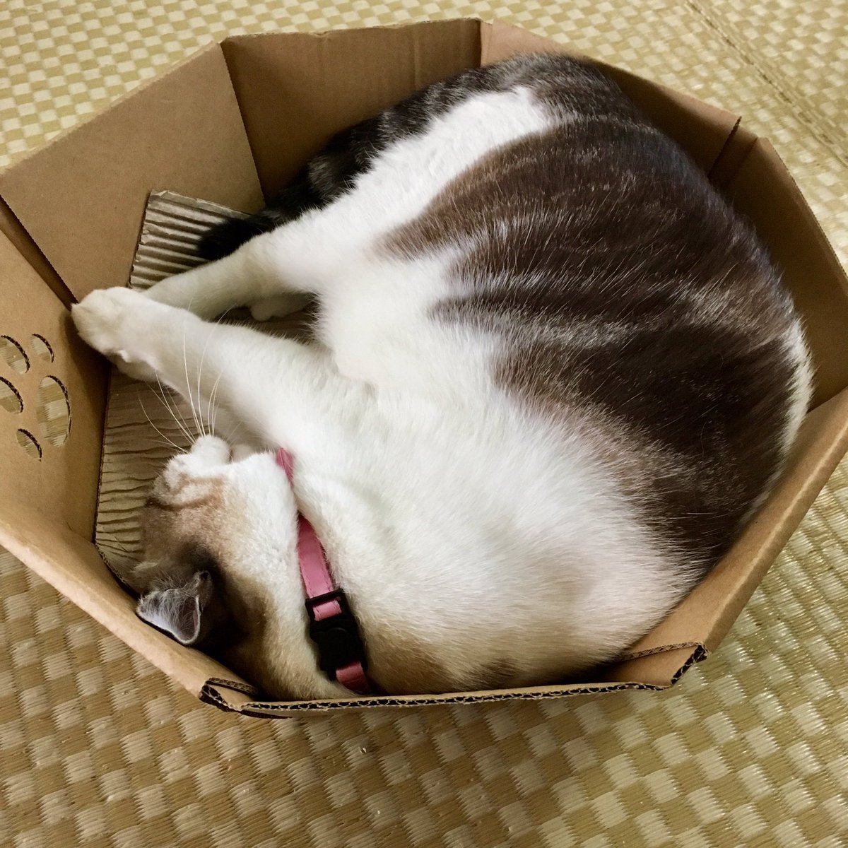 tsumuginyan's tweet photo. @marumaru23akiko すっかりびっくりなのですが🐱💕
素敵なあなたに✨特別にマル🌀❤️ https://t.co/7rT5bMwgBi