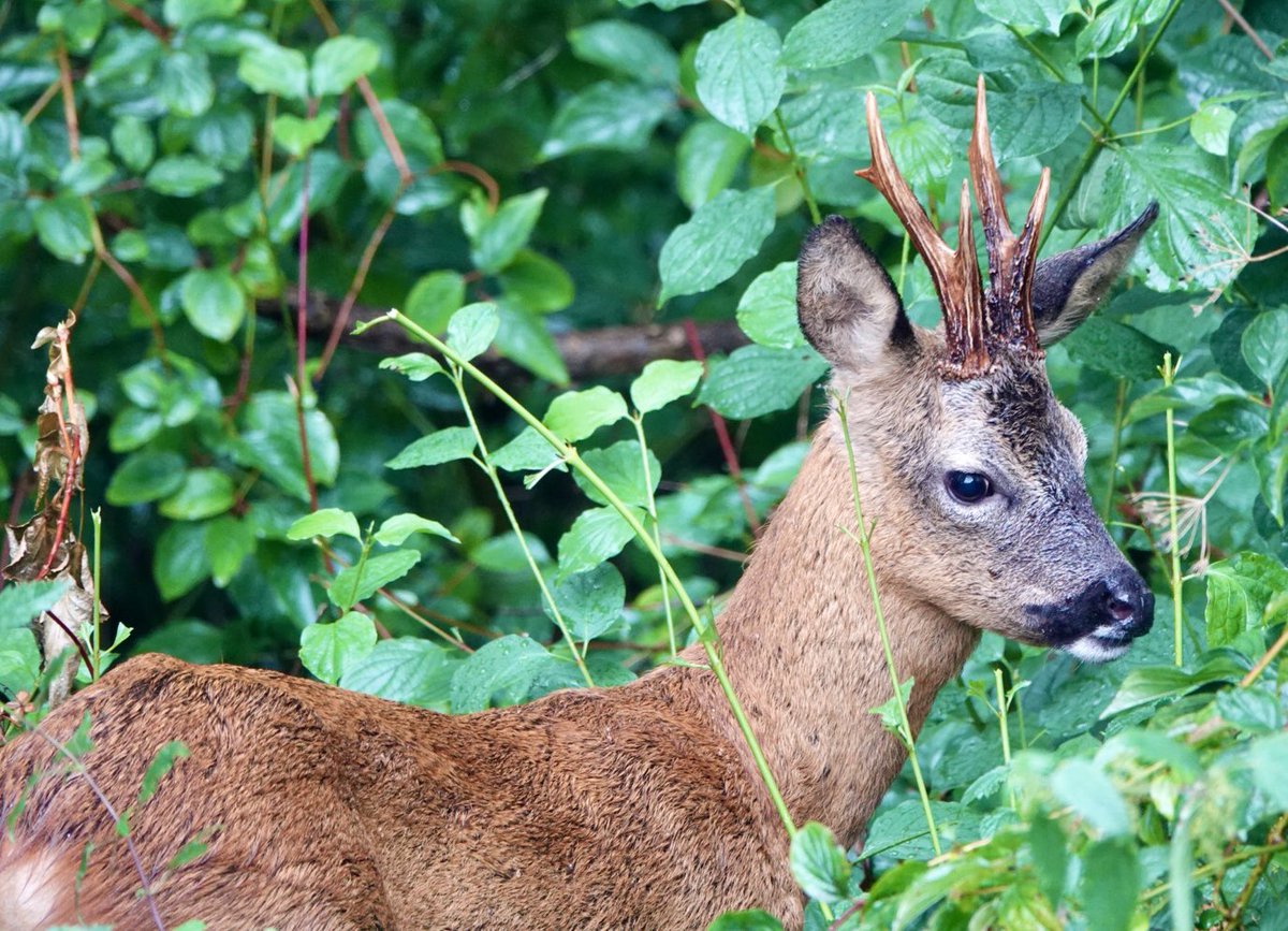 Sam Parish tweet media