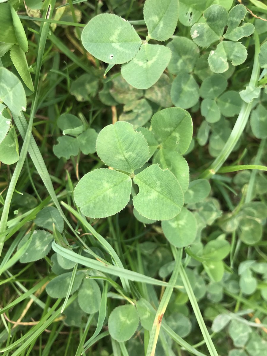 cha0tic's tweet photo. #SundayPix #SundayPix3Things White Clover or Trifolium Repens the 3 is in the Latin name. https://t.co/G7Tt3PHtma