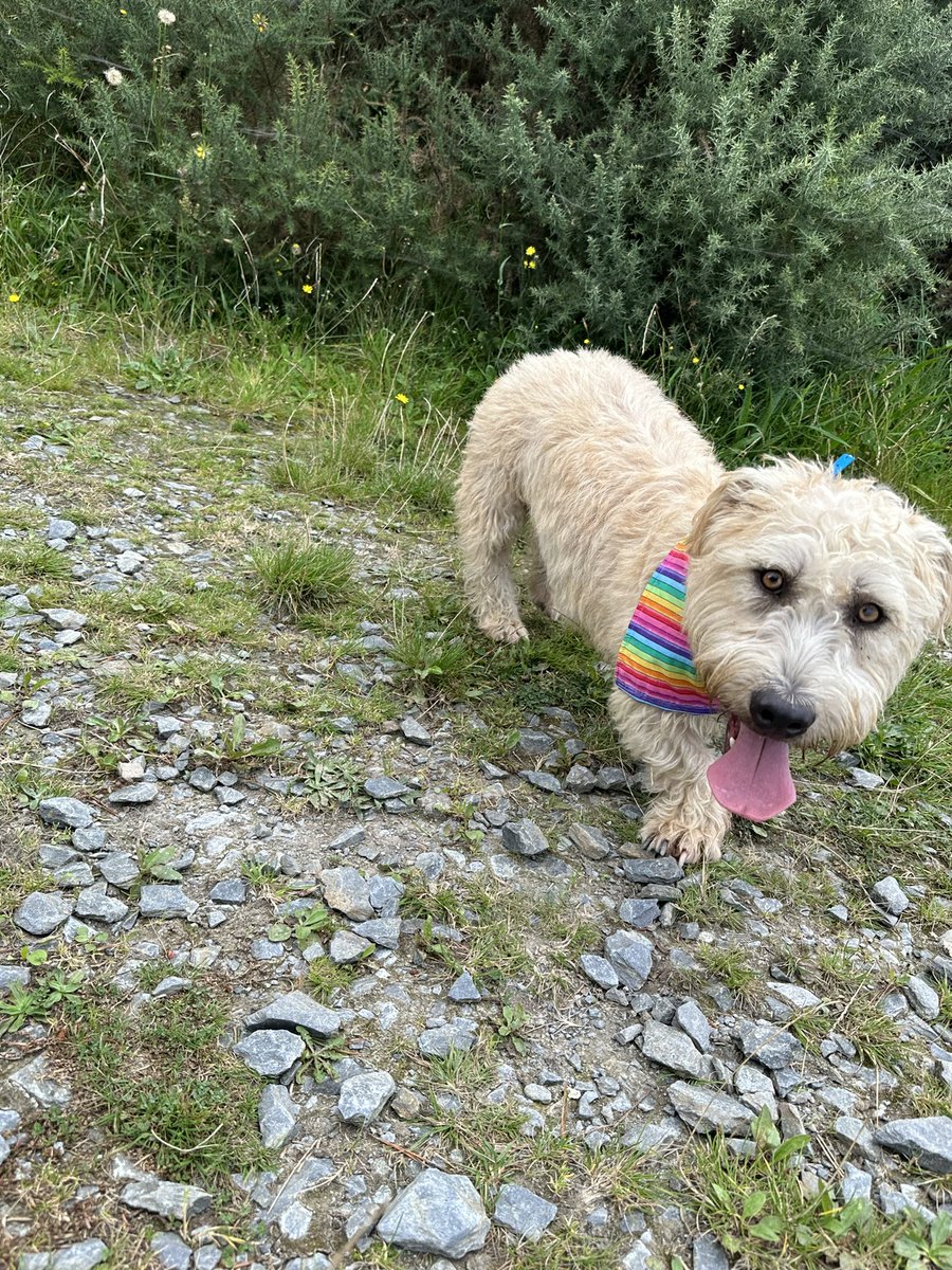 dublingrowndog's tweet photo. Guys!!! Sorry I’ve been quiet. I’ve playing. https://t.co/1LUyZZAfxg