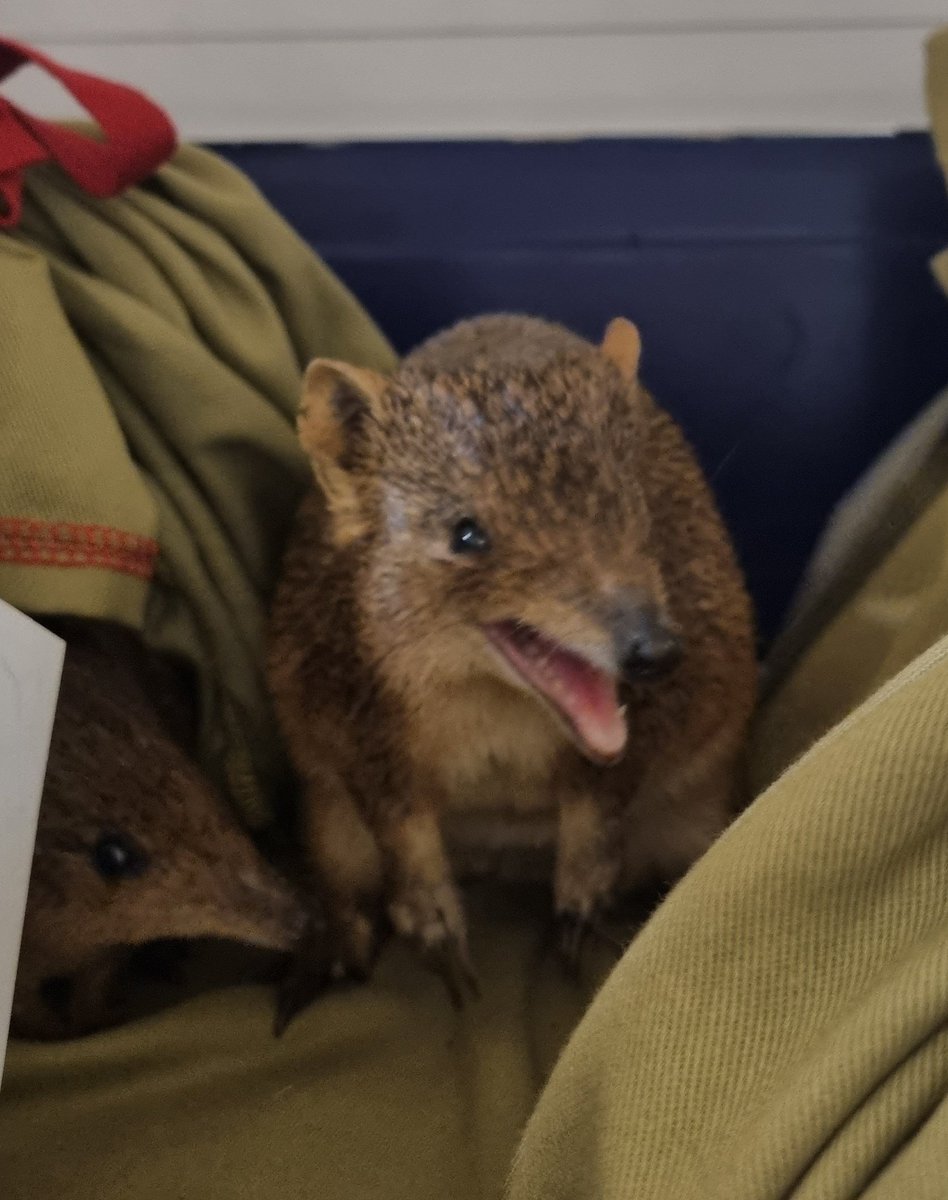 Tim Henderson tweet media