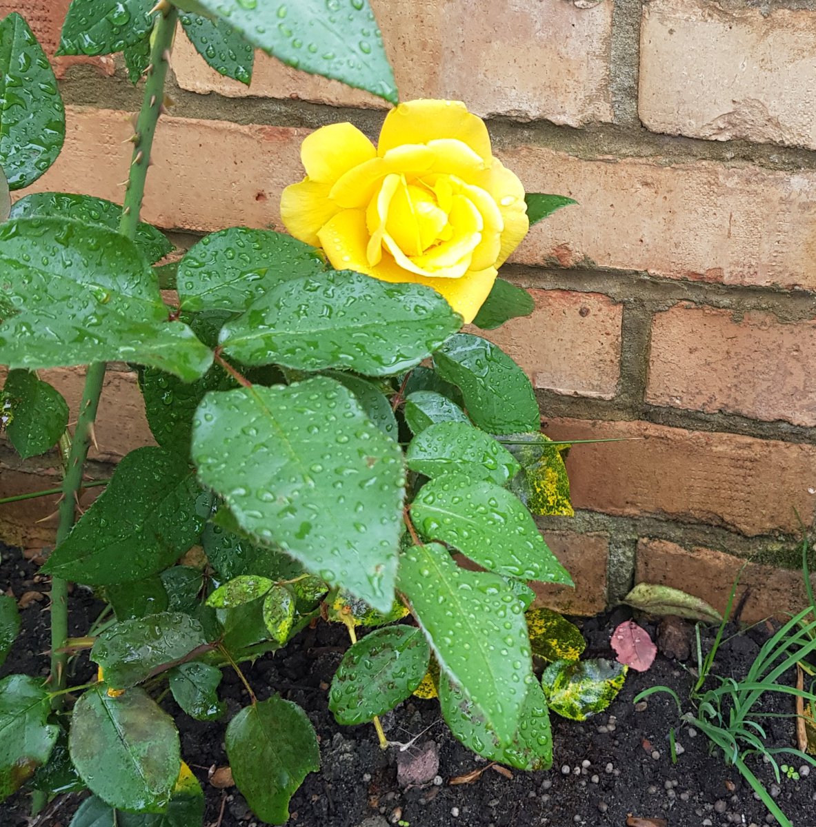 When we lose people we love we do things in memory of them.  I planted a yellow rose bush for my Mum this year.  It has bloomed near the Anniversary of her death 30 years ago.