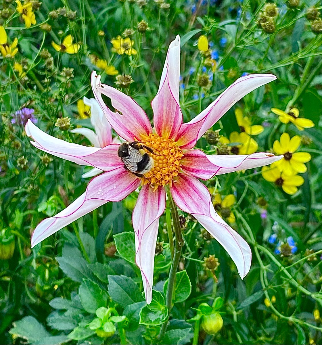 solitariaistda's tweet photo. Mutualism and a picnic date with a piece of buzz #music.
#DailyDahlia
#flowers #dailydalia #dalien #FlowersOfTwitter https://t.co/zTUyVsxynf