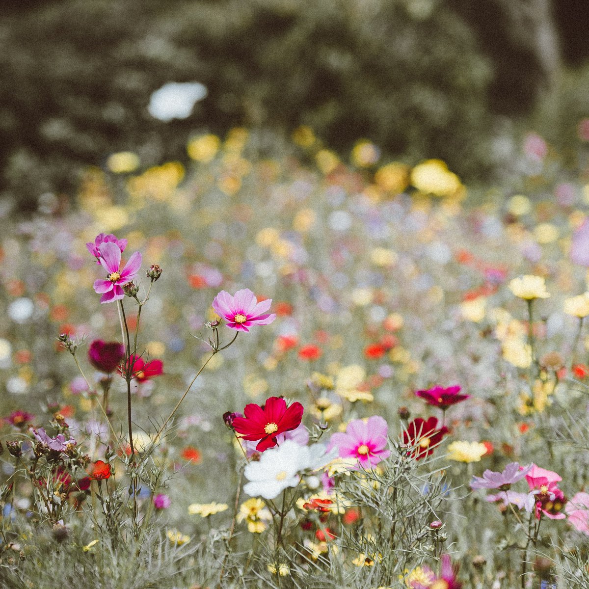 Pathways4Peace's tweet photo. Najm Eldin Hassan has written an article about rewilding for our new website https://t.co/KR59sWvgtz. He will write several more articles on climate topics over the next few months. Read it here: https://t.co/FQANcpVzFs https://t.co/RL3XmNIXdP