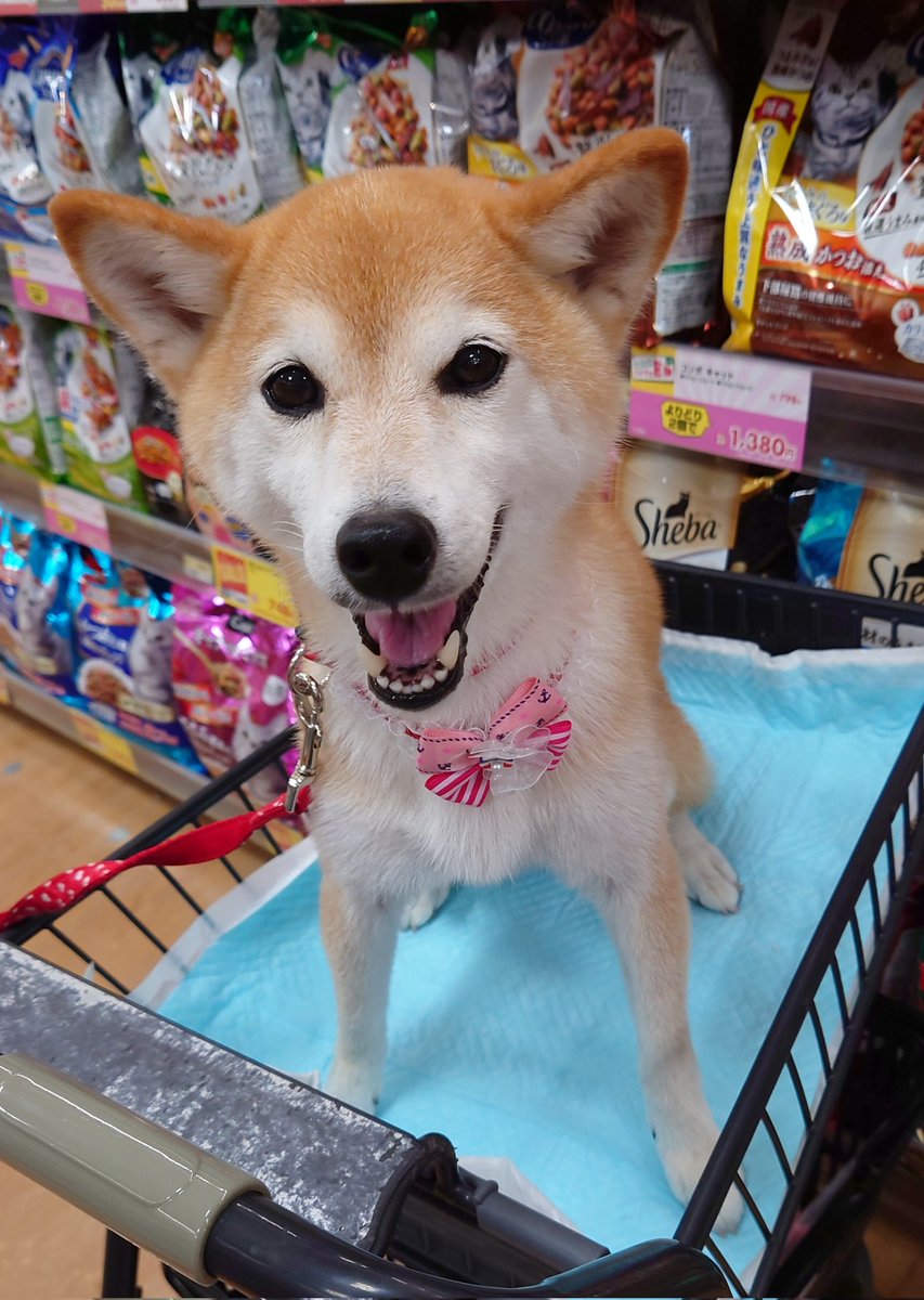 今日は久々の舞台鑑賞に行きました〜
今回は初めて観に行く団体で、今回の推しさんは何度か舞台やイベントで見させて頂いた『彩乃若永』さんです。
１月に『わく和九』で凄く印象に残るアクションをされていた方で、照姫まつりでも見させて頂いたのをきっかけに
続く