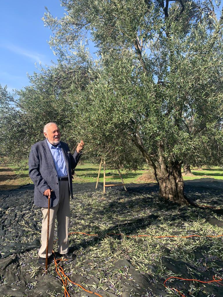 Gençliğimde hatırlıyorum, orta sınıf Amerikalılar da olive’den (zeytinden) söz etmek için “Encyclopedia Americana”ya müracaat ederlerdi. Rusya’daki ansiklopedilerde daha komik ifadeler vardı: “Biraz eski tarihte; Efendimizin son yemeğini yediği Zeytindağı’ndaki ürünün yağından