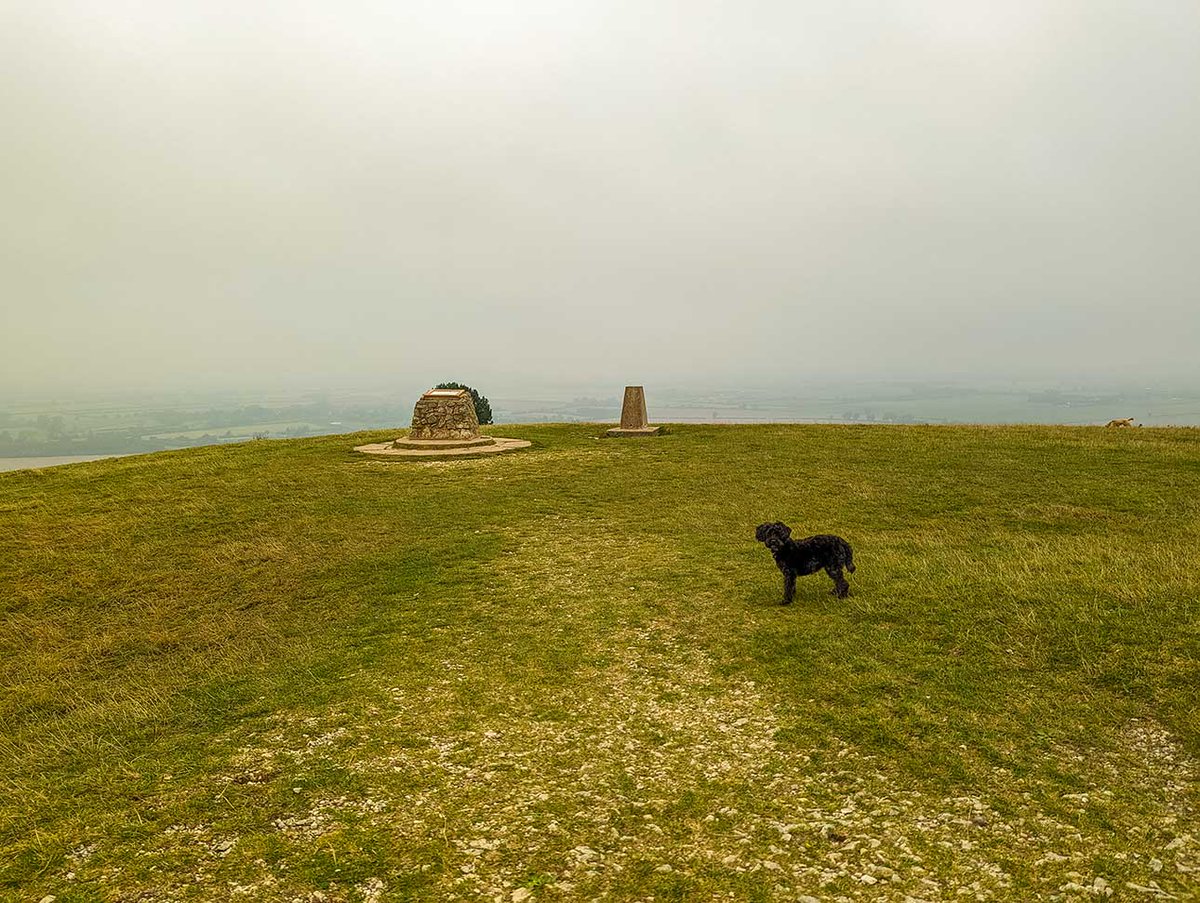 MyPAWfectPlace tweet media