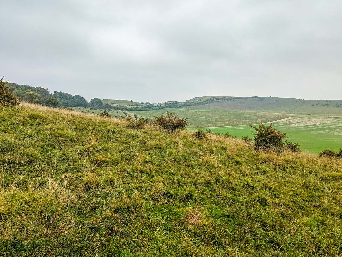 MyPAWfectPlace tweet media