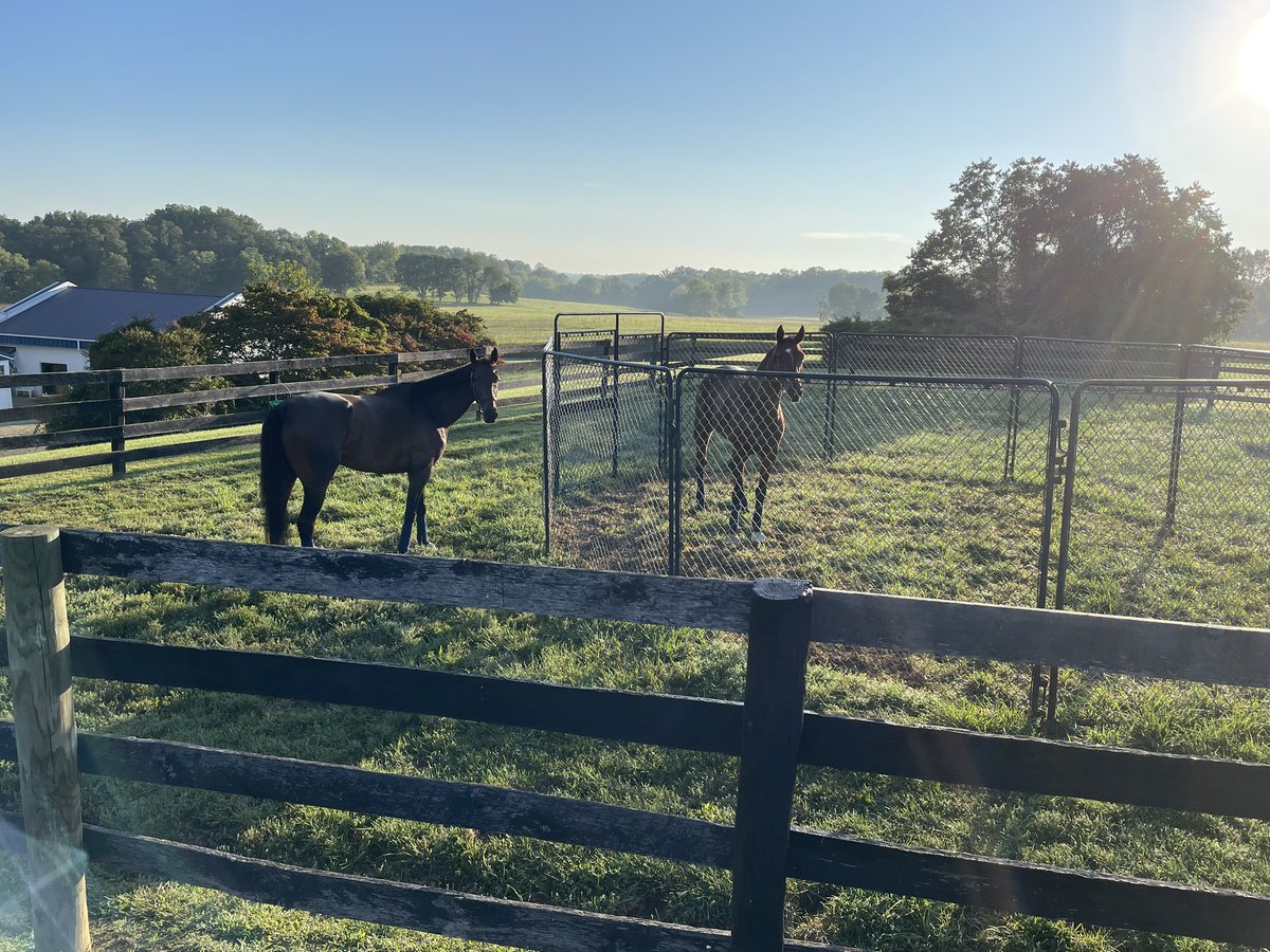 Delacour Stable tweet media