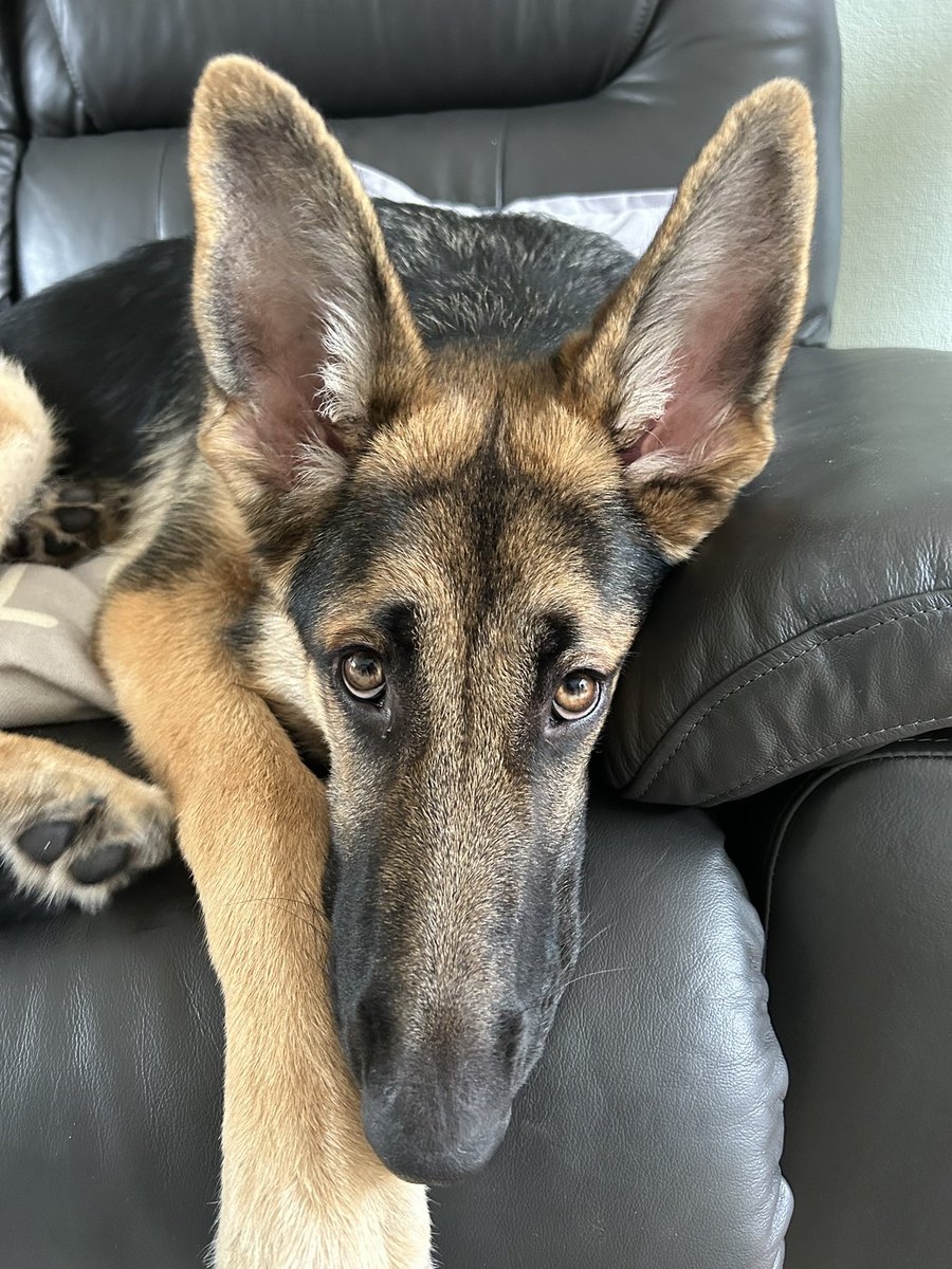 My 3rd best friend..who somehow managed to sneak on my settee 🥰 #GSD