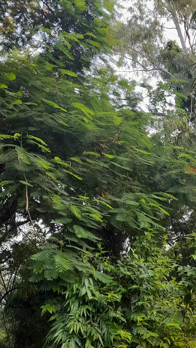 RinkiSharma's tweet image. Say 'Yes' to life and let it unfold its mysteries before you, for in every 'Yes,' you affirm your existence and invite the wisdom of the universe.
#thankyouuniverse #yestolife