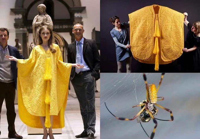 The story of the two men who led a team of 80 people, spent 5 years collecting 1.2 million golden orb spiders, milked them for their silk, and created the rarest textile on Earth: a golden silk cape 

[read more: buff.ly/3lN3jJ2]