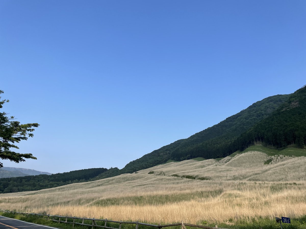 yuzen919's tweet photo. This is a photo of pampas grass field around here and it’s growing rapidly. It’s a touristic place and a large number of people going up and coming down. There is a bus stop there, so, get on the bus and just 5minutes to go! Get off at  #kawamukai. #hakonejapan #hakonedinner https://t.co/cvqqFmste6