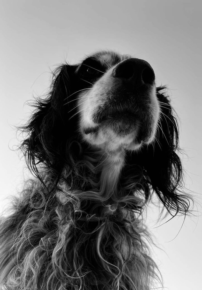 Eva Gausaker Madrid tweet media