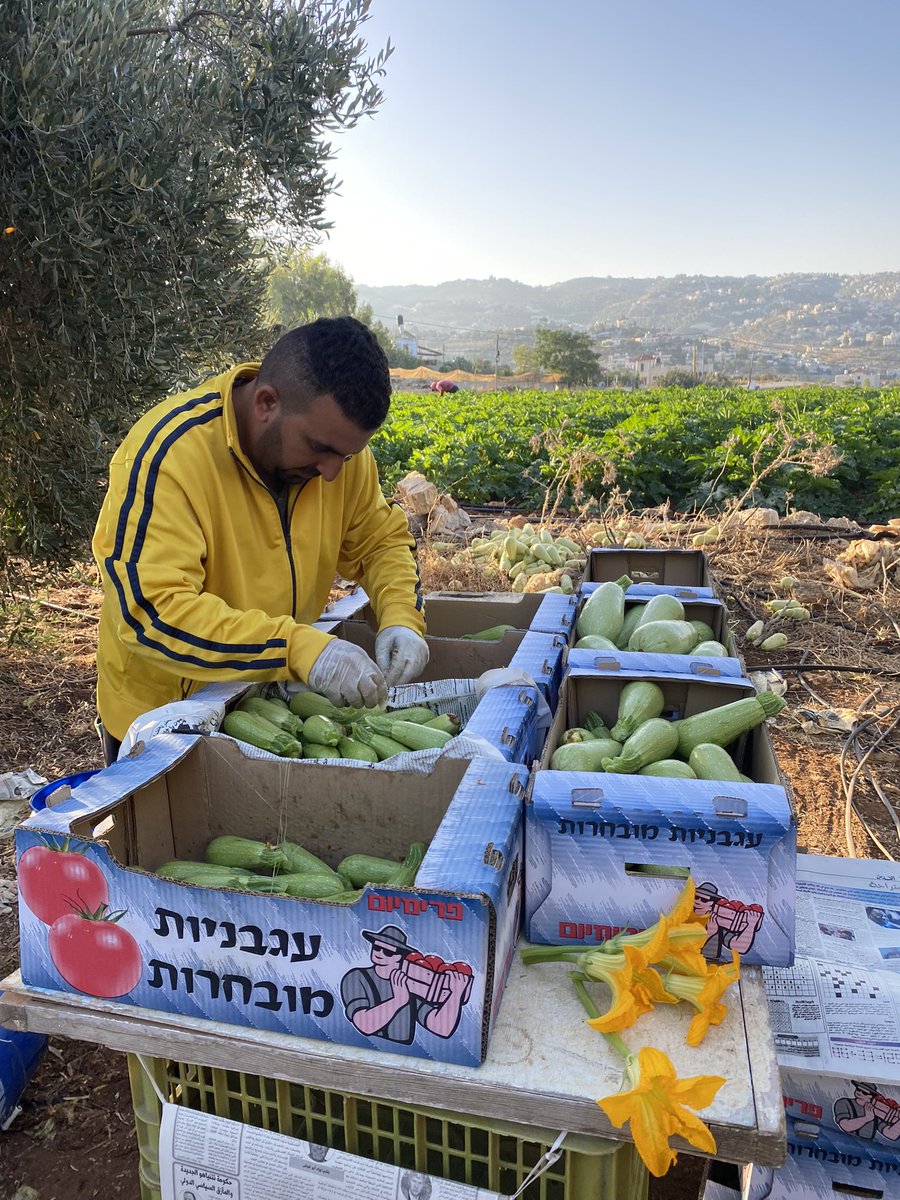 كوسا الخليل 👨🏻‍🌾🫡