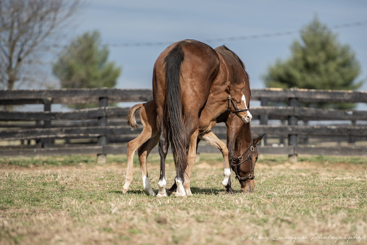 NatalmaBldstk's tweet photo. How it started vs. How it is going…Hip 2010, selling @keenelandsales with @LanesEndFarms , an athletic colt by @WinStarFarm first-season sire, IMPROBABLE out of multiple Stakes-wing mare BEEN STUDYING HER. #NatalmaBloodstock https://t.co/s1JbOo5QDd