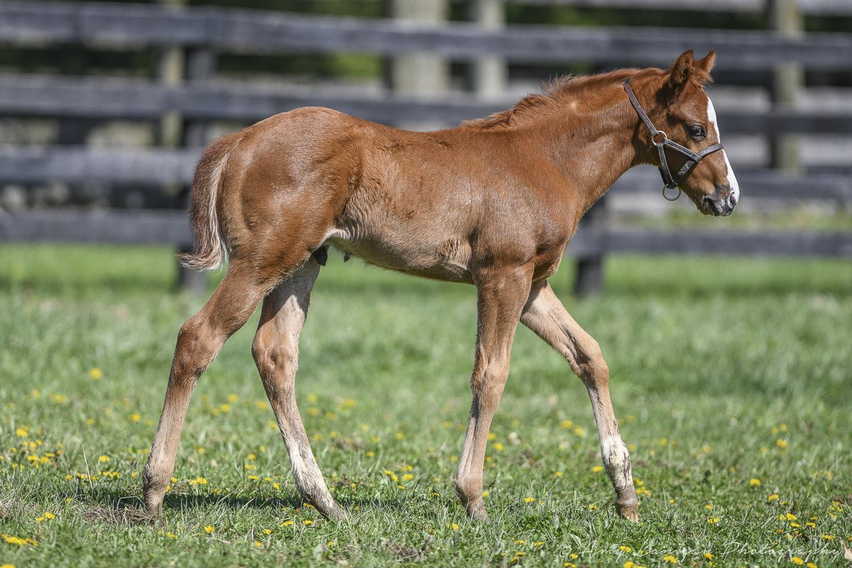NatalmaBldstk's tweet photo. How it started vs. How it is going…Hip 2010, selling @keenelandsales with @LanesEndFarms , an athletic colt by @WinStarFarm first-season sire, IMPROBABLE out of multiple Stakes-wing mare BEEN STUDYING HER. #NatalmaBloodstock https://t.co/s1JbOo5QDd