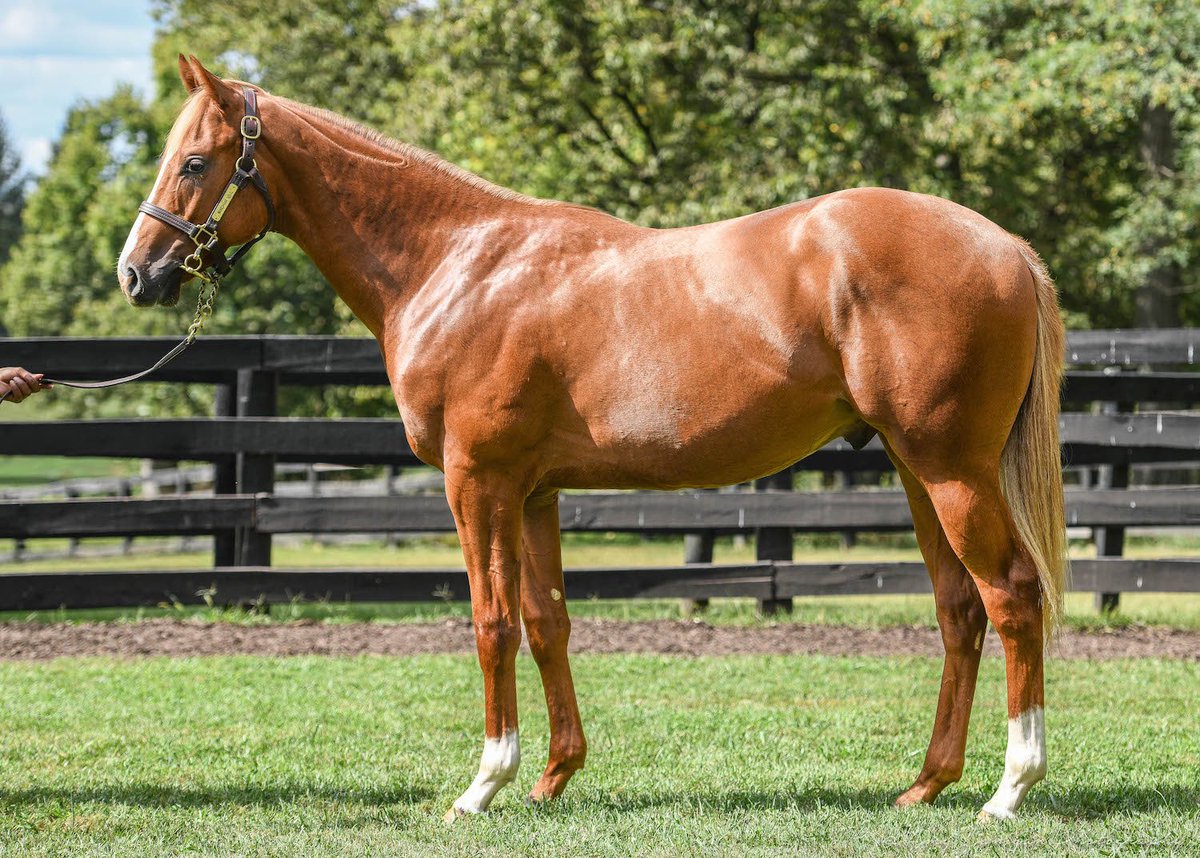 Natalma Bloodstock (@natalmabldstk) on Twitter photo How it started vs. How it is going…Hip 2010, selling <a href="/keenelandsales/">Keeneland Sales</a> with <a href="/LanesEndFarms/">Lane's End</a> , an athletic colt by <a href="/WinStarFarm/">WinStar Farm</a> first-season sire, IMPROBABLE out of multiple Stakes-wing mare BEEN STUDYING HER. #NatalmaBloodstock How it started vs. How it is going…Hip 2010, selling <a href="/keenelandsales/">Keeneland Sales</a> with <a href="/LanesEndFarms/">Lane's End</a> , an athletic colt by <a href="/WinStarFarm/">WinStar Farm</a> first-season sire, IMPROBABLE out of multiple Stakes-wing mare BEEN STUDYING HER. #NatalmaBloodstock