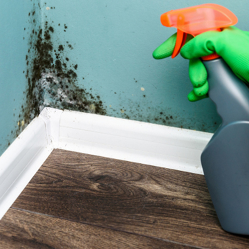 Mold damage restoration - Brooklyn Water Damage

Discover the #BrooklynWaterDamage difference – where expertise meets excellence. 💯 We'll make your home mold-free and your worries a thing of the past. 🦠

🔗cleanmyflood.com/index-brooklyn…
📞(347) 455-9898

brooklyn-water-damage.business.site/posts/24752596…

#mold