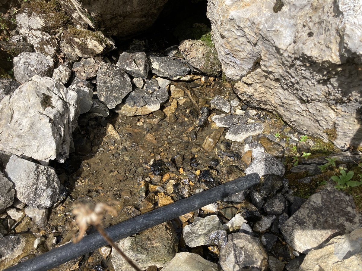 Und noch ein Ureinwohner der Schweiz: Grundwasserflohkrebs #Niphargus (wohl thienemanni), zu finden in #Quellen und Kalkschotterhängen des Alpsteins. Hat hier Eiszeiten überdauert resp. diese in den Moränen der sich zurückziehenden Gletscher besiedelt. #biodiversität 🇨🇭