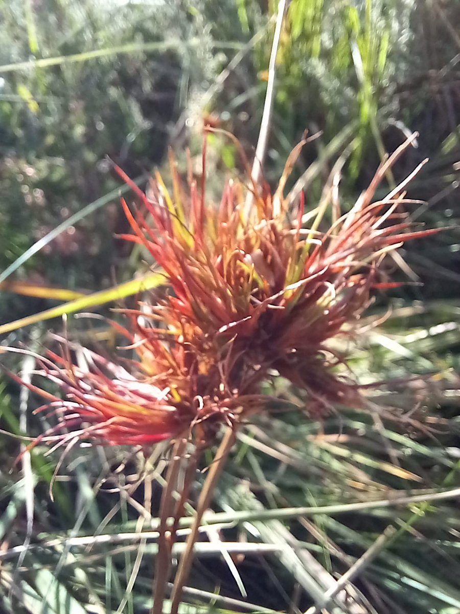 Neil Forbes tweet media