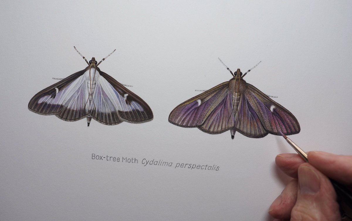 11 years ago when F.G. to Micro-moths was first published, Box  Tree Moth was too uncommon to include. Now it’s on the front cover of the new, revised edition. Due out in December 2023.