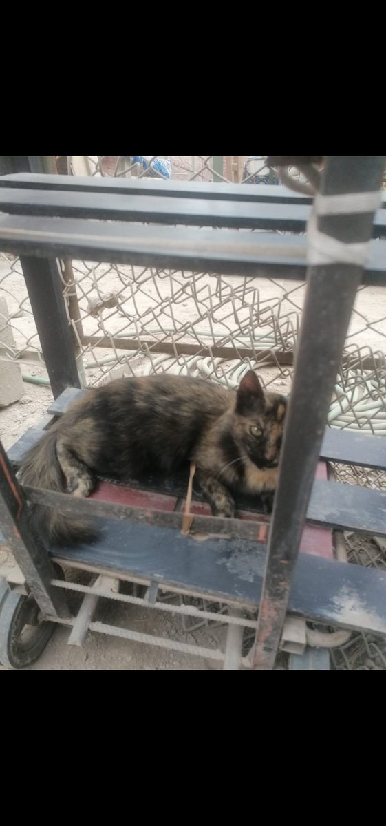 🛑MAMÁ GATITA SE PUSO EN CELO NUEVAMENTE😞🚨⚠️ LA GENTE QUE VA AL MERCADO SE LLEVÓ A SUS CRÍAS HAY 3 GATITOS DÓCILES PARA OPERAR URGENTE!!! C/u s/60 incluye medicamentos necesitan padrinos para cubrir 3 cirugías 2 hembras y un macho #RT YAPE /PLIN 934 962 128 🙏🏼 Sé temporal 🆘