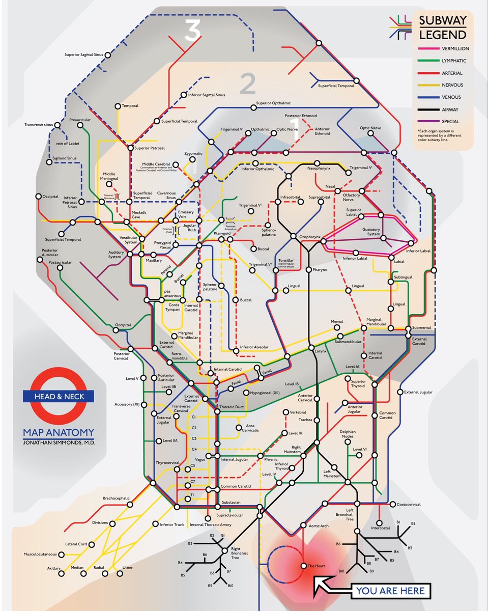 Wow I absolutely love this London Underground schematic anatomy map of the essential structures in the complex head &amp; neck region

Just like the underground some lines run deeper than others &amp; can get closed causing major disruption including neurological or other symptoms!