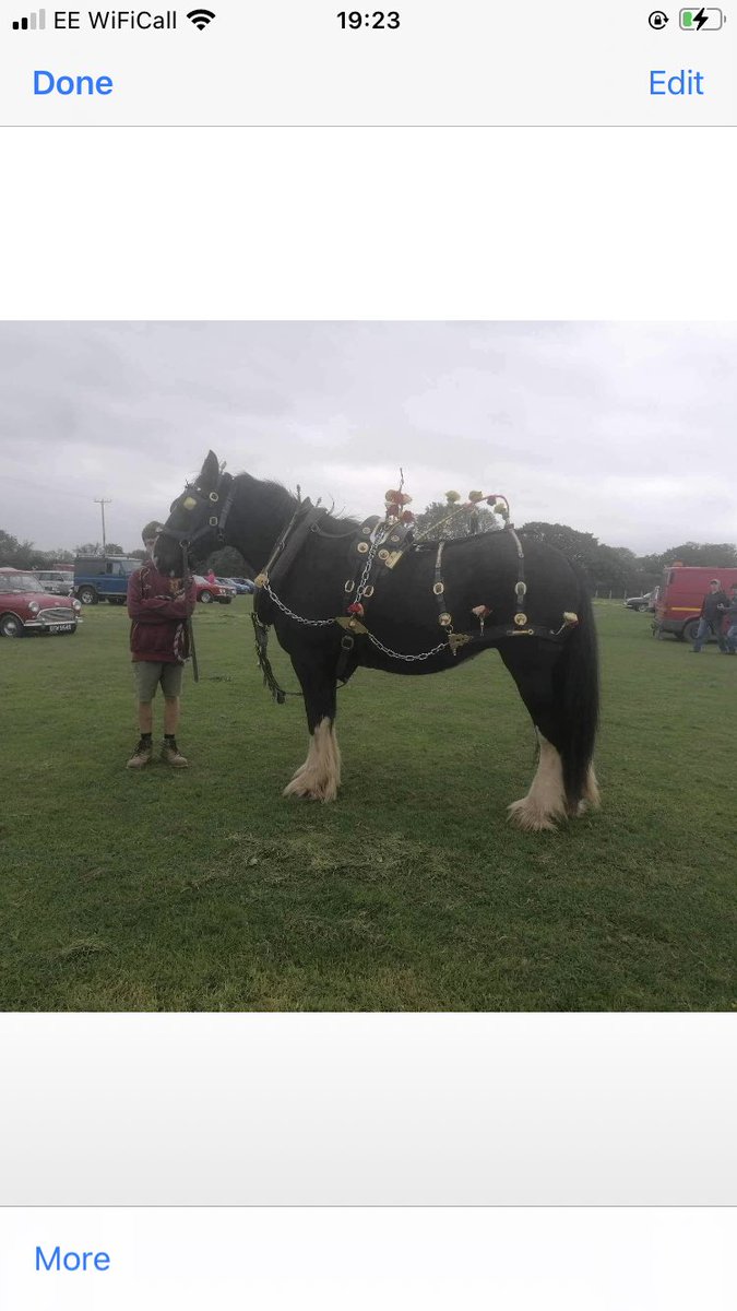 Morgana strutting her stuff alongside a car rally!
#shirehorses #heavyhorses #carrally #horsepower