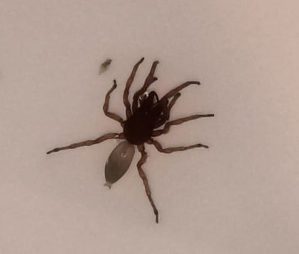 Vic_Haro's tweet photo. @Arachno_Cosas nos encontramos a esta amiga ahogada en nuestro fregadero. Sabes de qué tipo es? Y si es de IM. Gracias https://t.co/fRMPxlRwRx