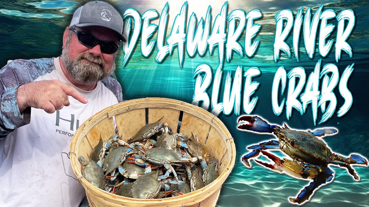 FishyAngler's tweet photo. NEW VIDEO IS UP—> https://t.co/M1UUJJ8F8R
I'm back blue crabbing in Delaware river. It was perfect day for crabbing.
#fishyangler #bluecrab #bluecrabs #delawarecrabbing #delawareriver #delawarerivercrabbing #fishing #fishinglife #saltwaterfishing https://t.co/eHPfdX0GY5
