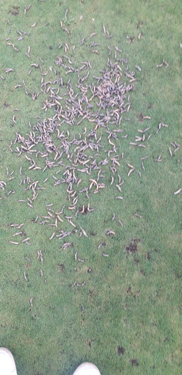 DmTurf654831's tweet photo. After an infestation of leather jackets at Sawbridgeworth bowls club we decided to trial black sheeting and the results were brilliant. Club Volunteers will be continuing this process. https://t.co/f0WDV7g2RD