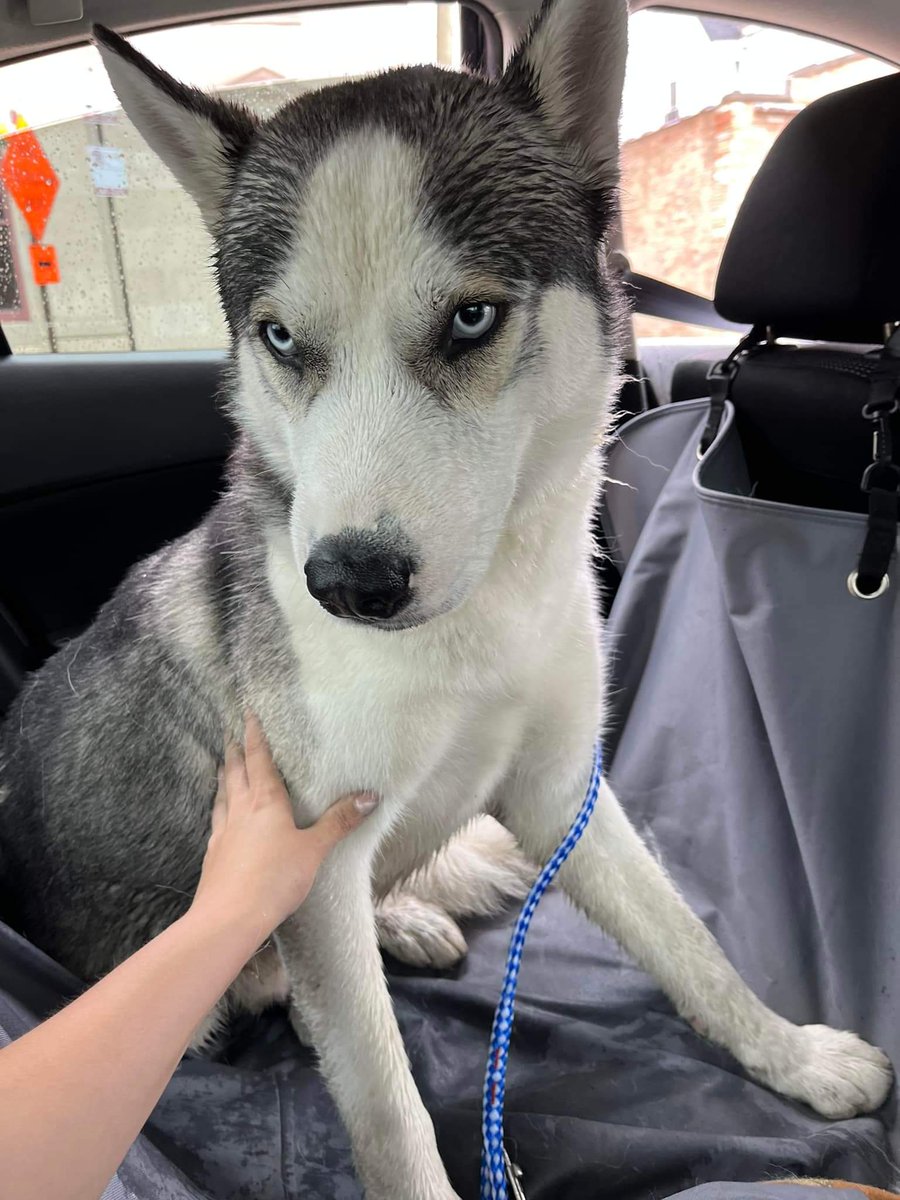 ChiSpectator's tweet photo. A picture of the found dog. https://t.co/O6cRacfoxH