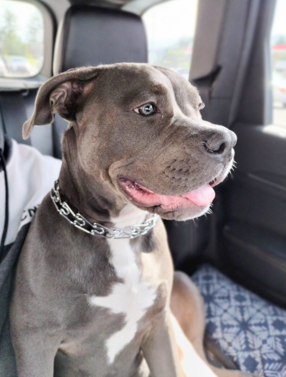 PurplePeach_311's tweet photo. Just your daily dose of Princess Onyx. 👑 🐾 💜 😊
#babylandshark #dogsofx #servicedogintraining #dogsforvets #companions #bullylove #mamasgirl
#protector https://t.co/GZbnSbVAJS