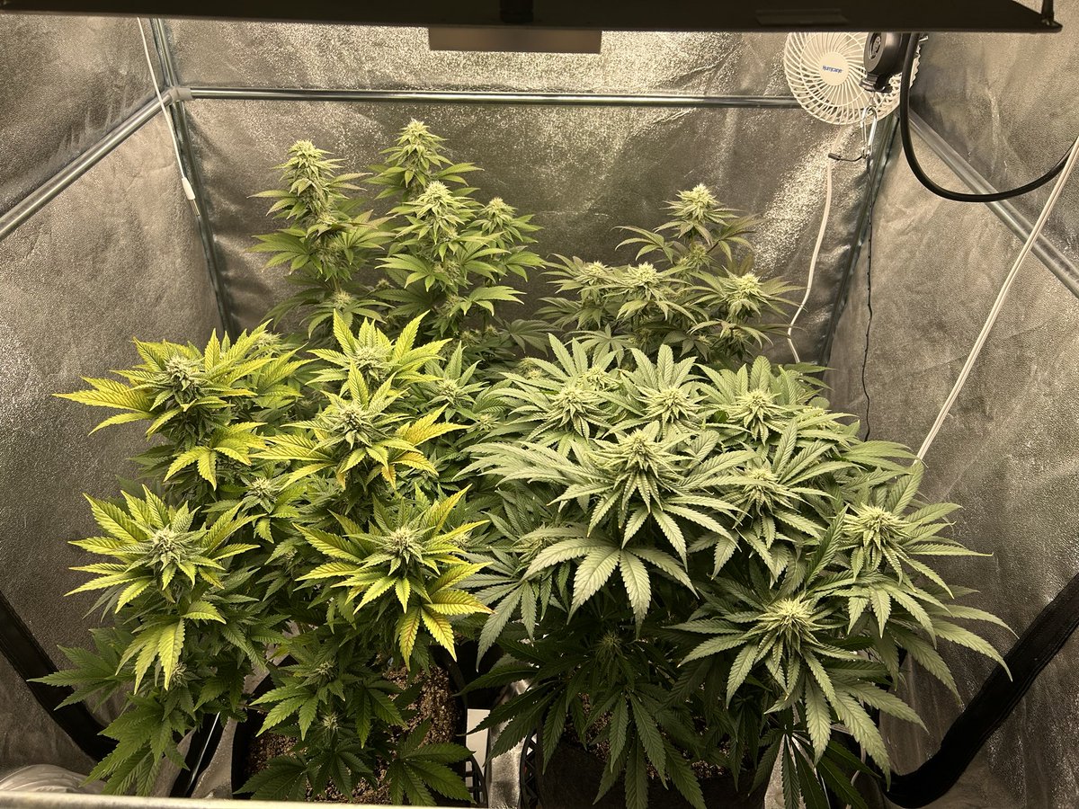 Day 28 of flowering #cannabisgrower #growyourown