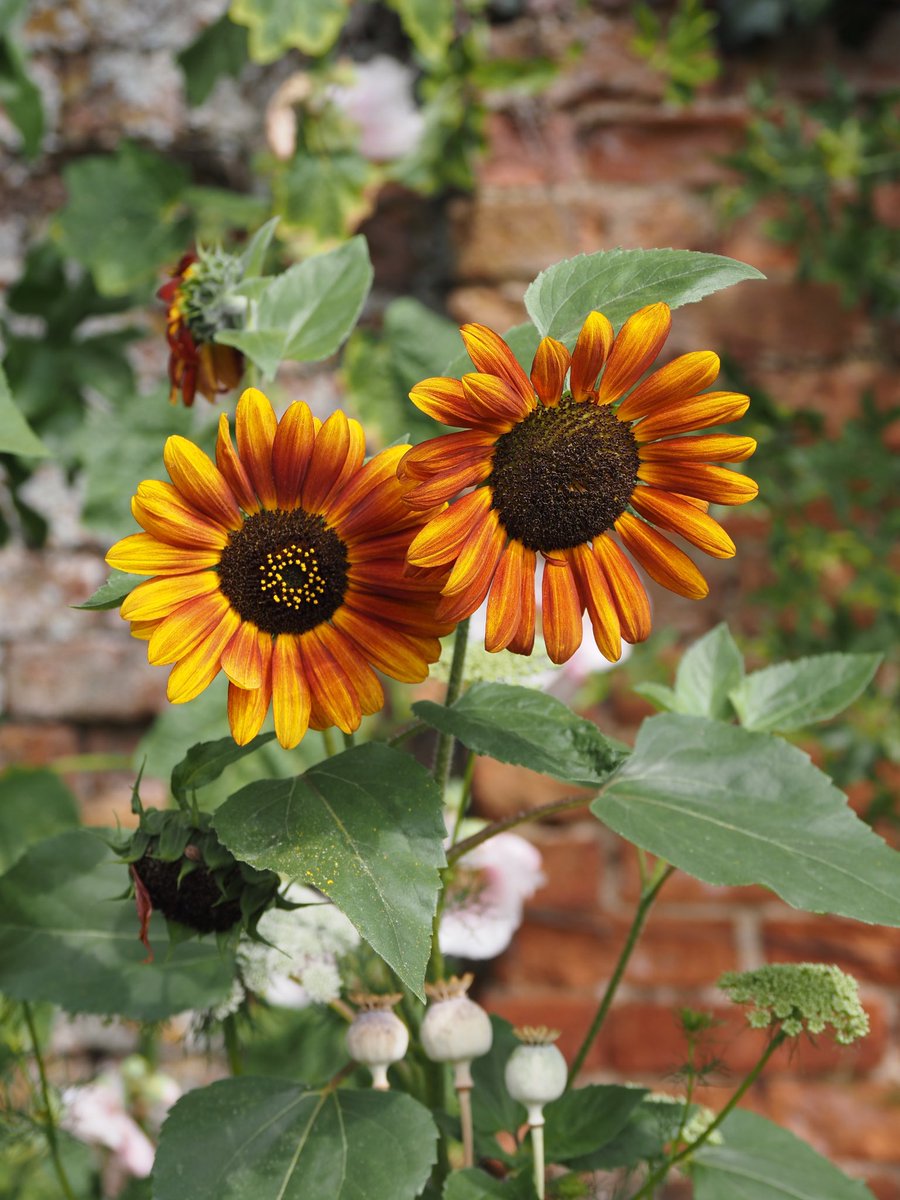 End of the Summer but not the end of the flowers 🤗🪴<a href="/cirencester/">Cirencester</a>