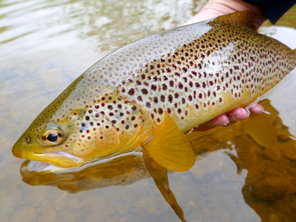 A while since I've been here, for lots of different reasons. Just had to share this pristine brownie, which snaffled a dry fly 2nd cast...#wildtrout #outdoors #flyfishing #dryfly #browntrout