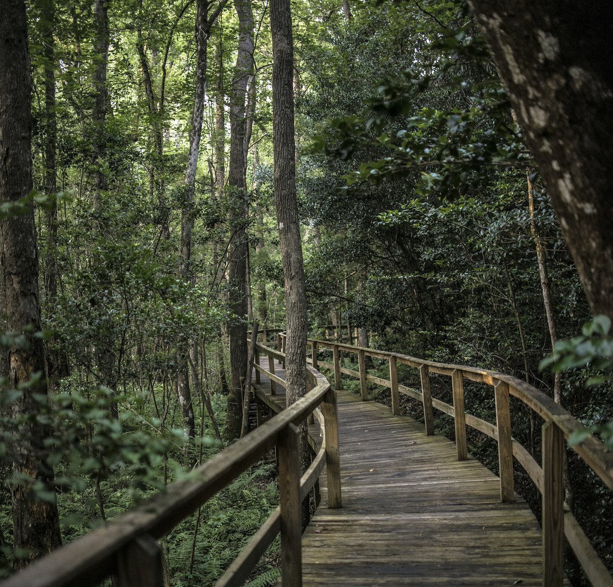 It's always a nice day to visit Kalmia Gardens. Whether thats to take a stroll, drink out of the Artesian Well or to simply just read a book with nature 
#cokeruniversity #cokerpride