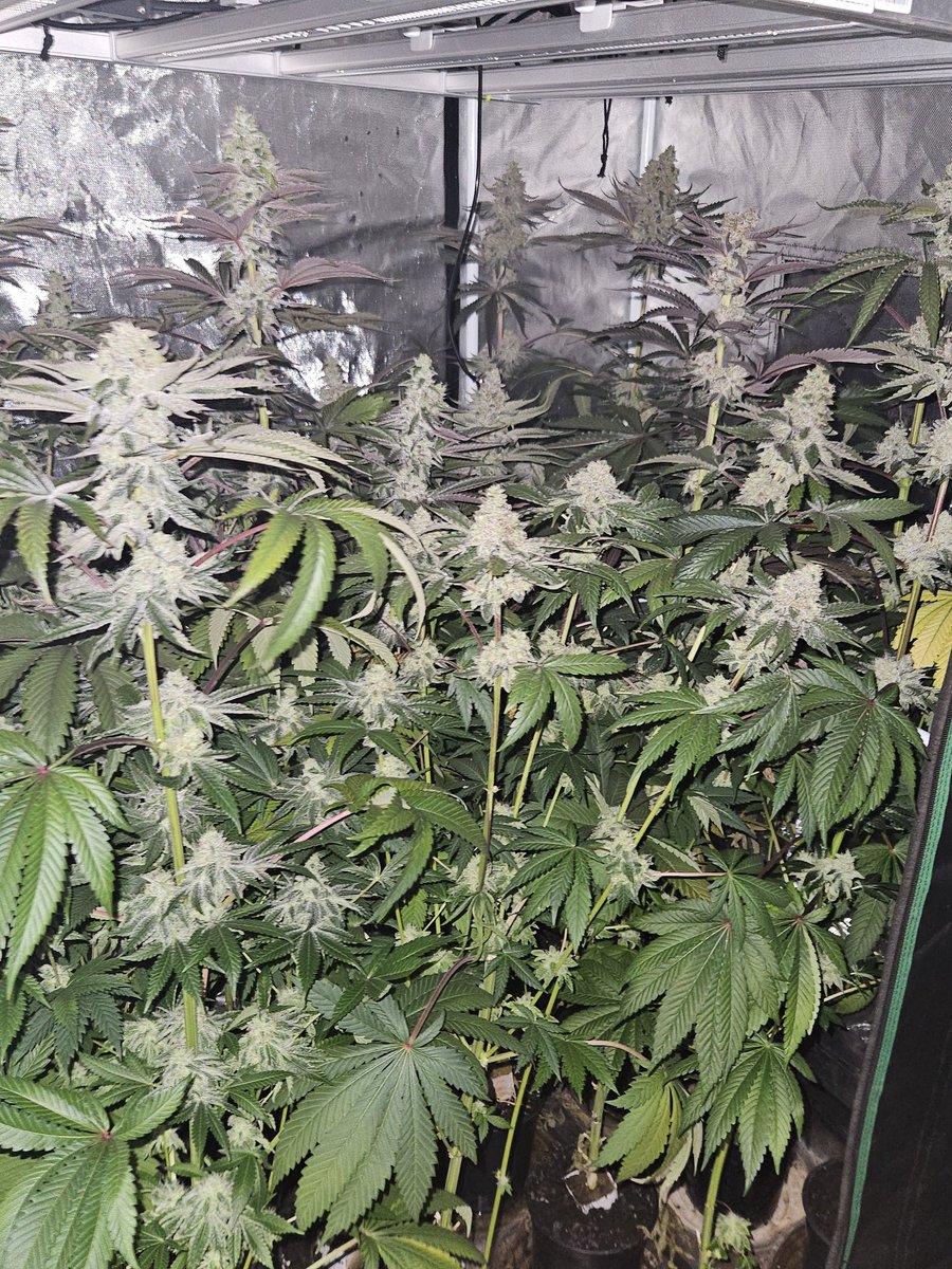 JamesHolleran22's tweet photo. Day 49 of flower for these Mystery, Rainbow and Lemon Belts. https://t.co/GuCc4pPVE2