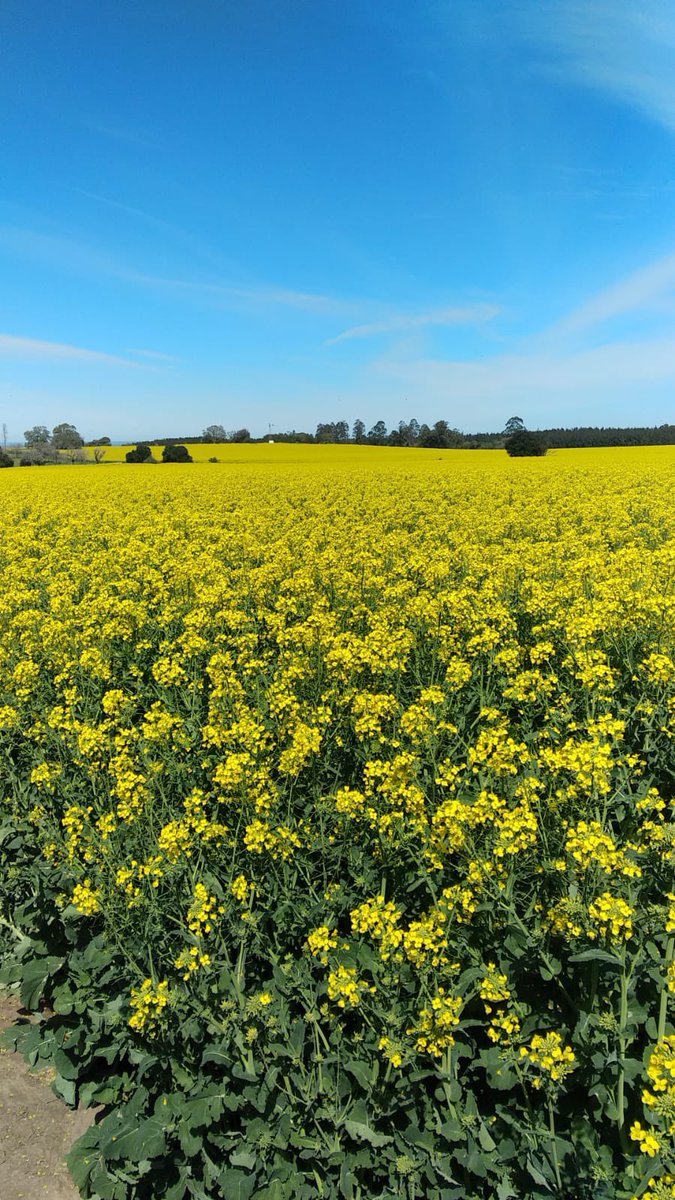 cradeco's tweet photo. Cultivos de colza en plena floración. Comienzo del cultivo complicado, pero cosechas prometedoras… https://t.co/oXKYk1Sr4i