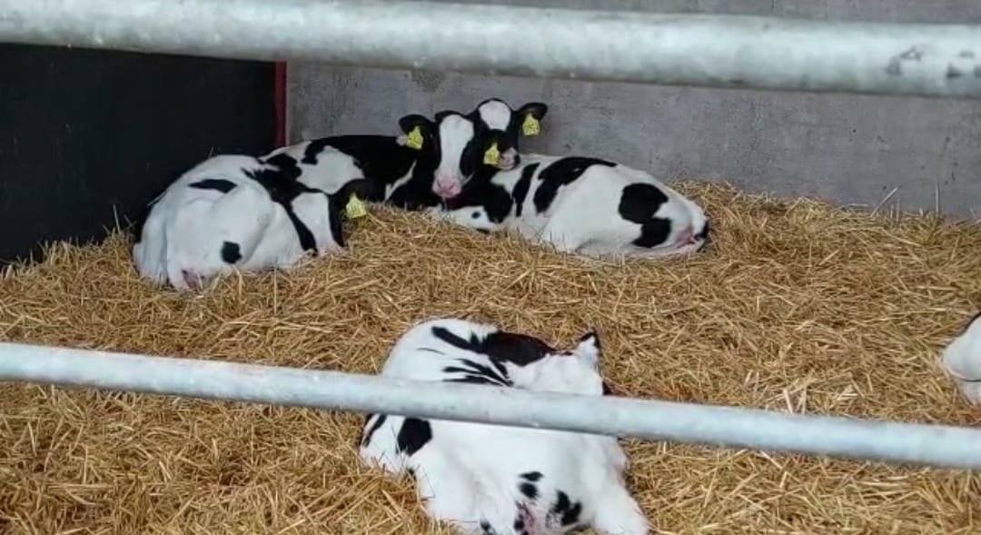 BonanzaCalf's tweet photo. Mycoplasma issues? Find out more from dairy &amp; beef Charles Goadby @thisfarmlife9 who’s cut mortality massively #GBCalfWeek webinar 20/9 1130-1230hrs  https://t.co/PIn4YTNR3U changing nutrition &amp; tweaking calf rearing. #TeamDairy https://t.co/lZgUOfk92u