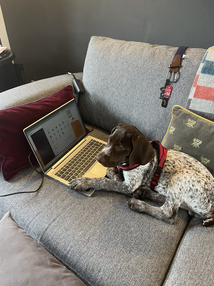 And this my friends is what effective puppy training is all about...Wilf will be taking care of my emails in no time at all 🤣 #personalassistant