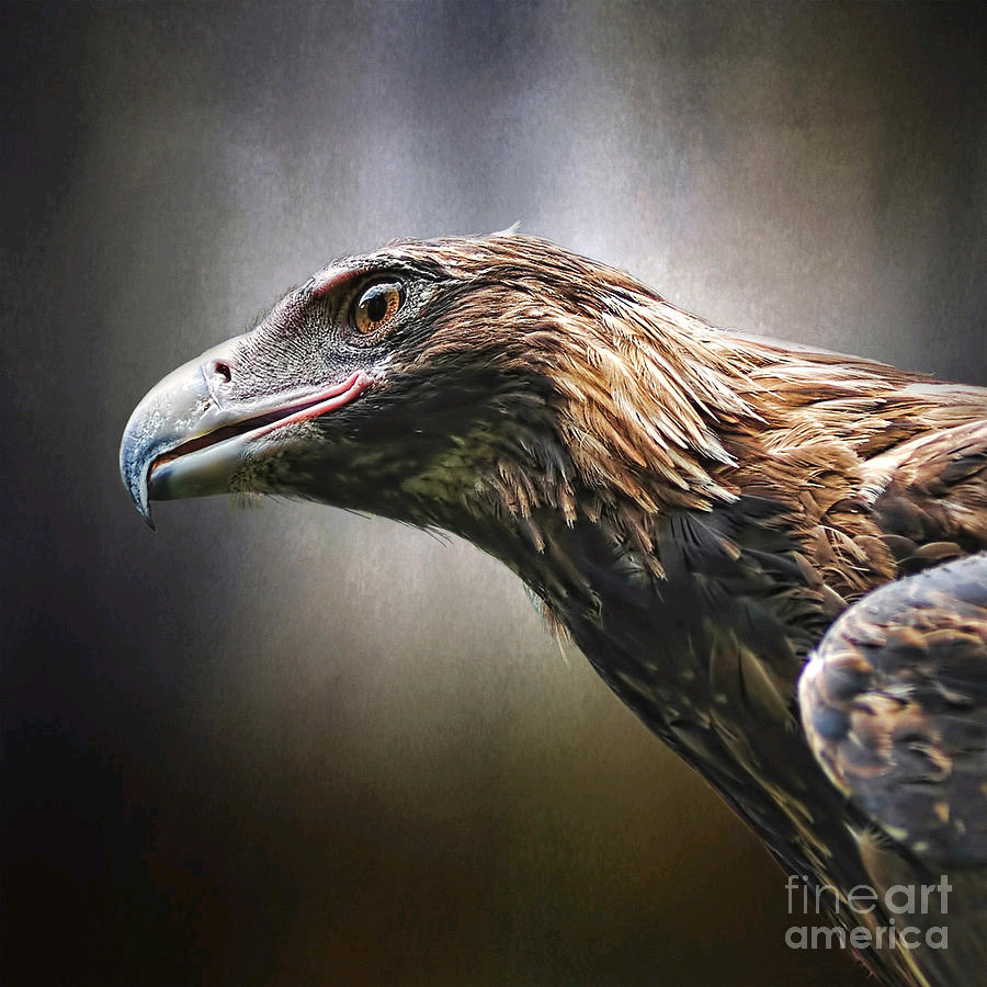 KayeMenner's tweet photo. #Wedgetailed #Eagle #Portrait By Kaye Menner #Photography Quality #prints lovely #products at:
https://t.co/lJxYoRXDFP
#Art #BuyIntoArt #AYearForArt #Artist https://t.co/oG7HdHTXRR