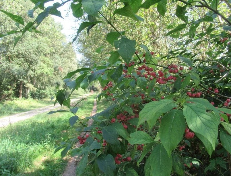 MariaHeukers's tweet image. Wilde kardinaalsmuts (Euonymus europaeus) #Kardinaalsmuts #Spindle #StrubbenKniphorstbosch #Drenthe #WildflowerHourNL