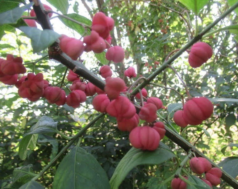 MariaHeukers's tweet image. Wilde kardinaalsmuts (Euonymus europaeus) #Kardinaalsmuts #Spindle #StrubbenKniphorstbosch #Drenthe #WildflowerHourNL