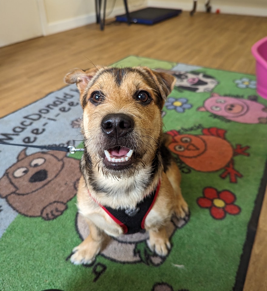 AdoptionsUk's tweet photo. URGENT, please retweet to help Teddy find an emergency foster home #LIVERPOOL #UK 

Friendly, active Jack Russell Cross aged 6 months, his family can no longer care for him. He needs a foster home to avoid going into kennels. He has not met other dogs. 

DETAILS or APPLY👇
https://t.co/Dpar2ZeTCb 
or @Freshfieldsresc 
or https://t.co/etnyf0CArA
☎️0151 931 1404
#dogs #Merseyside #pets