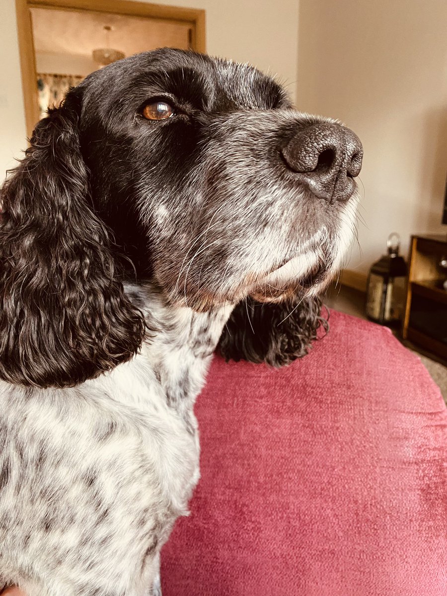 dizzy2910's tweet image. Rudi says we’ll done #PDMac 🐶